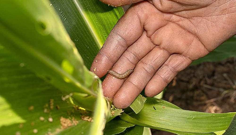 Honduras suma 92 casos de gusano barrenador en humanos y pide reforzar la prevención