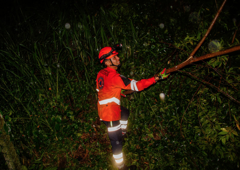 Protección Civil reporta más de 190 árboles caídos en los últimos 10 días por lluvias