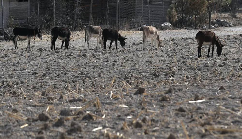 La sequía extrema en el norte de México: Imágenes de ganado muerto, comunidades sin agua potable y tierras agrícolas improductivas