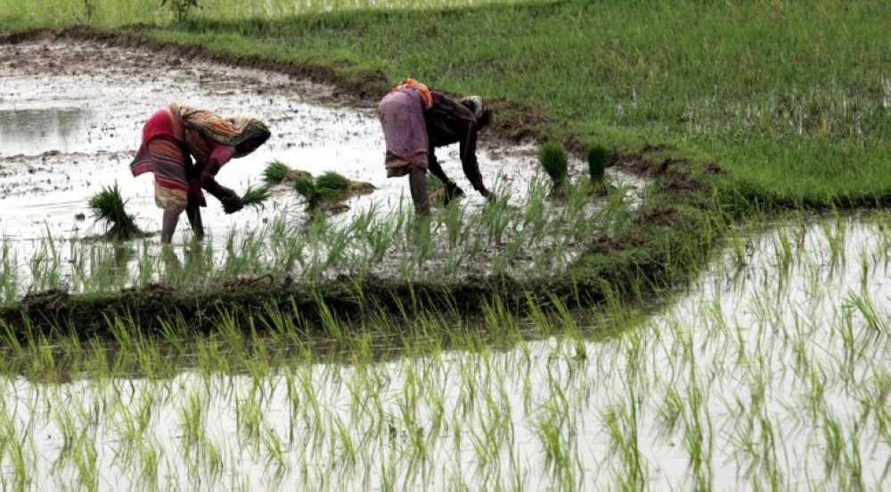 CorteIDH reconoce el derecho al clima sano y llama a Estados a crear planes de mitigación