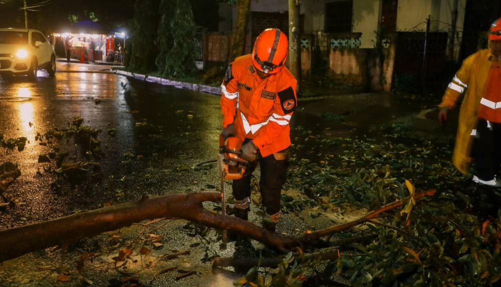 Lluvias del domingo dejan árboles caídos en distintas zonas del país