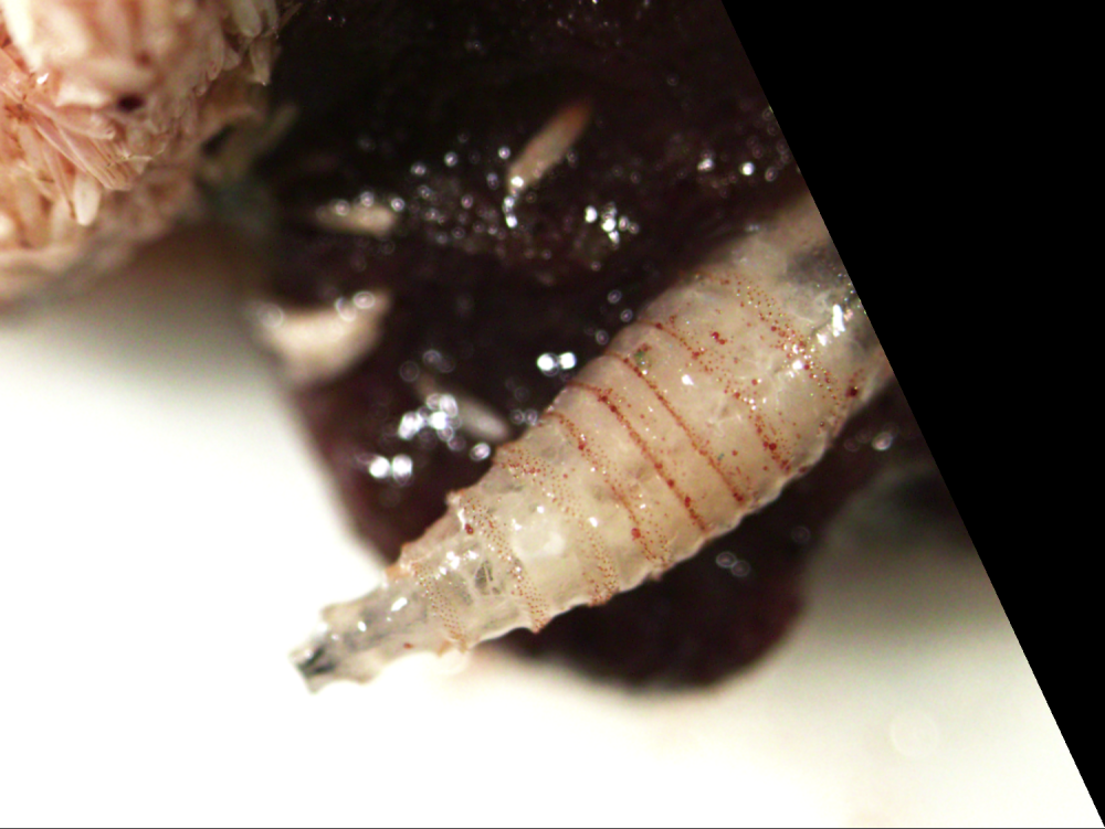 Las tres personas infectadas con miasis por gusano barrenador «ya están curadas», dice ministro de Salud