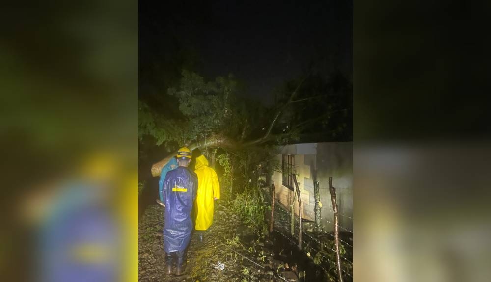 Al menos ocho árboles se cayeron por las fuertes lluvias y el viento este lunes