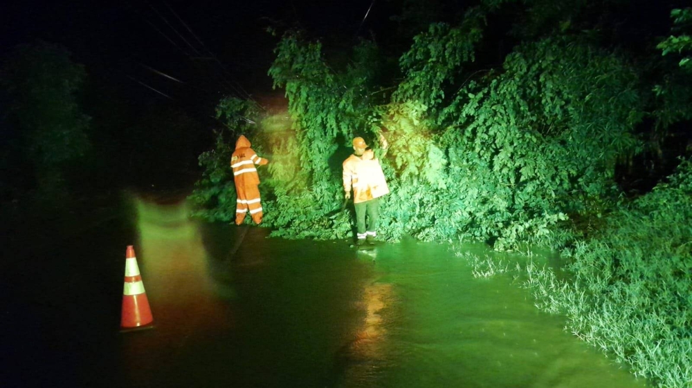 Fuertes lluvias ocasionan caída de árboles en distintas zonas del país en las últimas horas