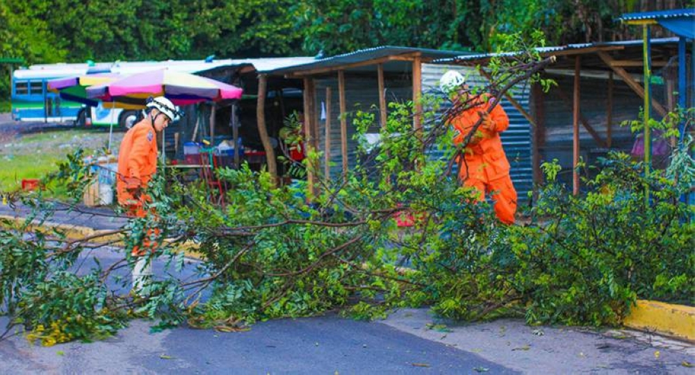 Bomberos reporta más de 300 árboles caídos solo en julio de 2025