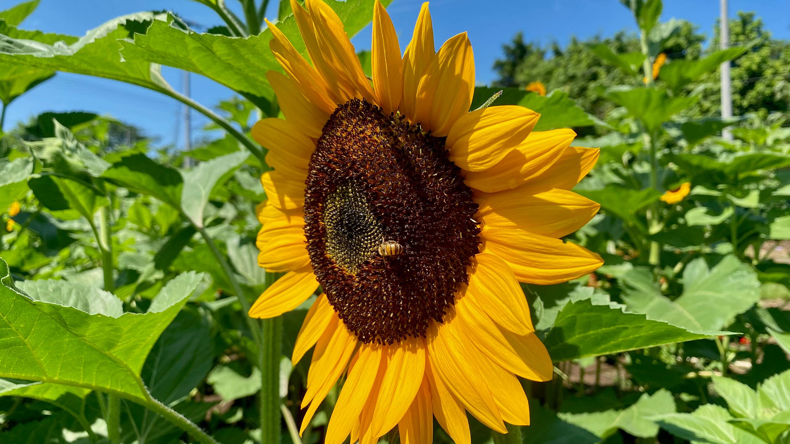 Invitan a Festival de las Flores este finde en jardín de girasoles de San Juan Opico