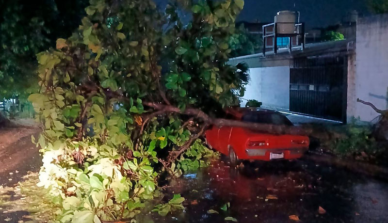 Árbol cae sobre vehículo en Soyapango
