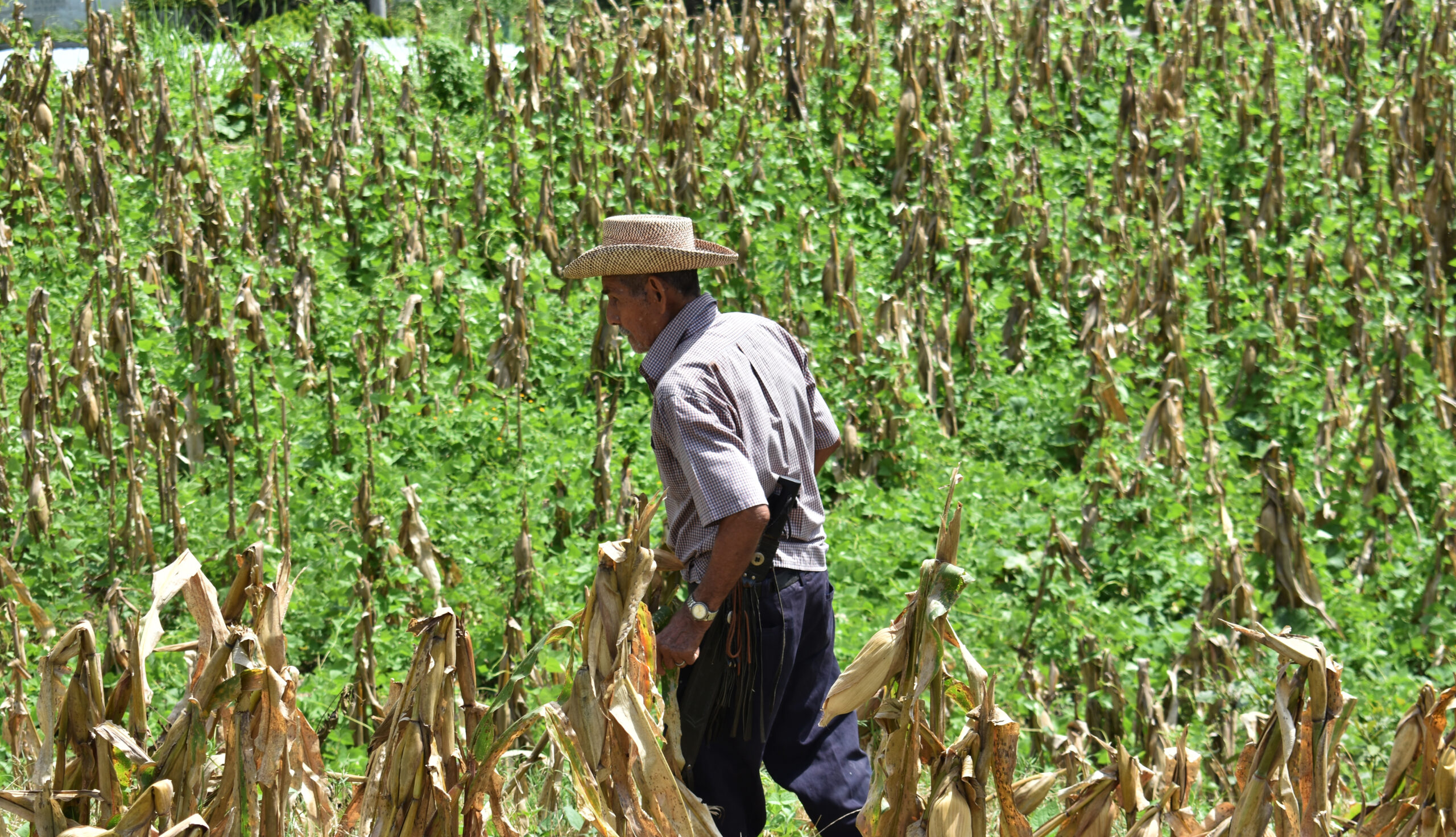 Agricultores descartan daños por canícula pero les preocupa un recrudecimiento del invierno