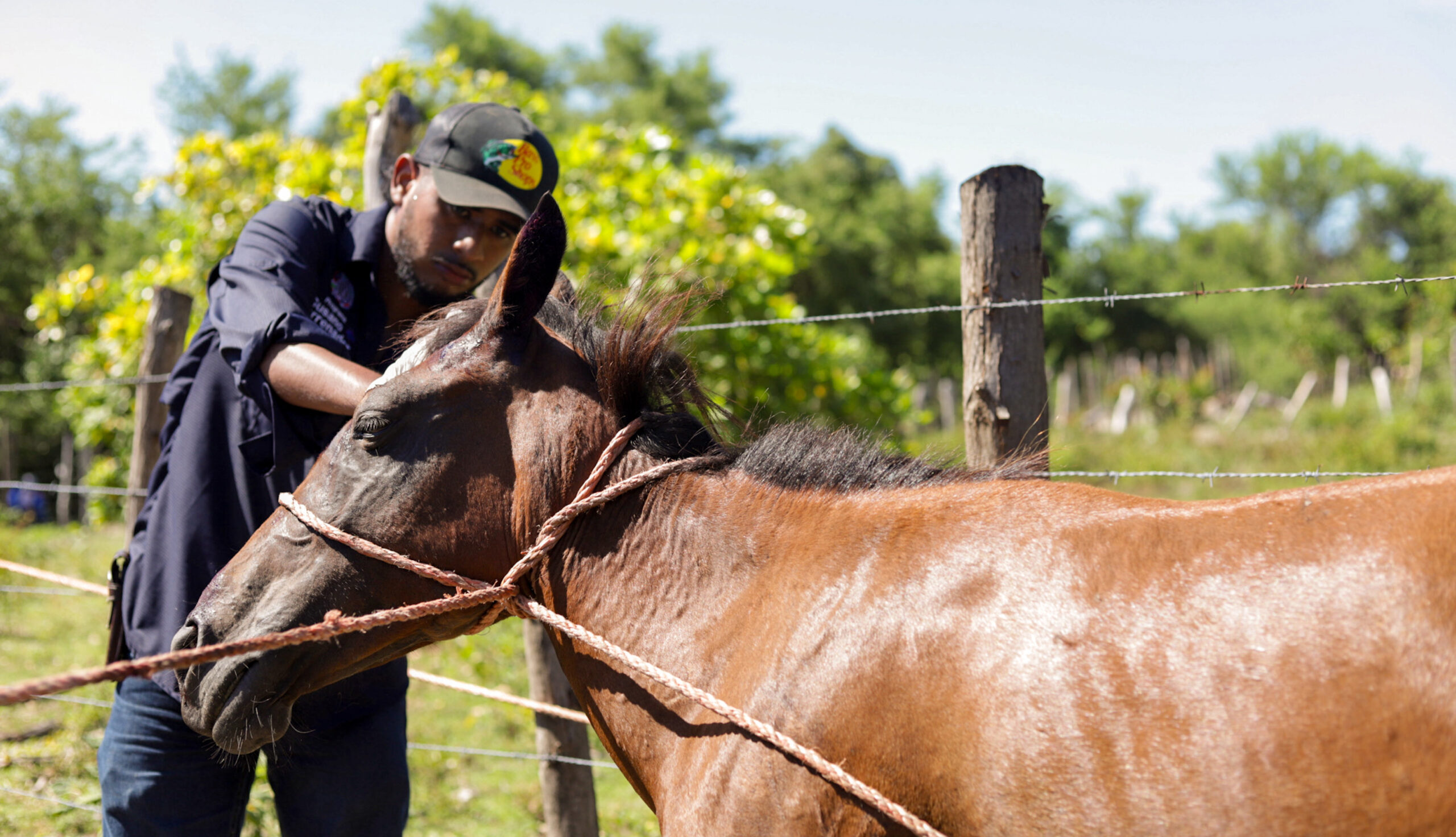 Realizan jornada de vacunación en isla Tasajera contra el gusano barrenador tras denuncia ciudadana