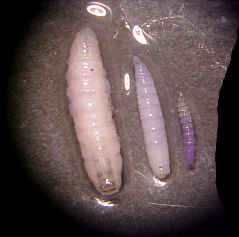 Sociedad Conservación confirma tres animales silvestres positivos a gusano barrenador en El Salvador