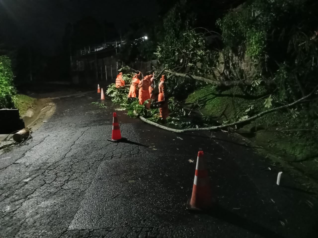 Lluvias nocturnas del miércoles provocan caída de árboles en distintos puntos del país