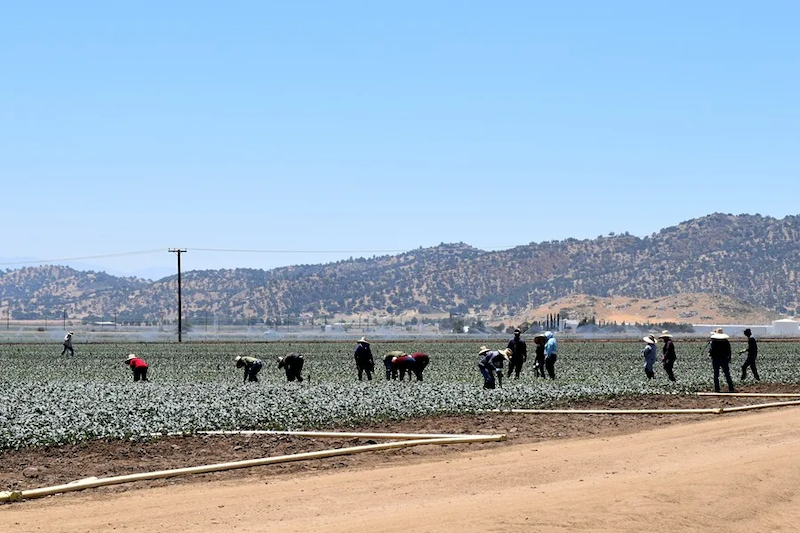 Las redadas migratorias en California siembran temor y vacían los campos agrícolas