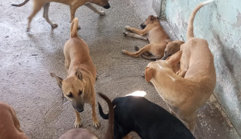 MAG ha entregado kit contra el gusano barrenador a más de 200 refugios de animales