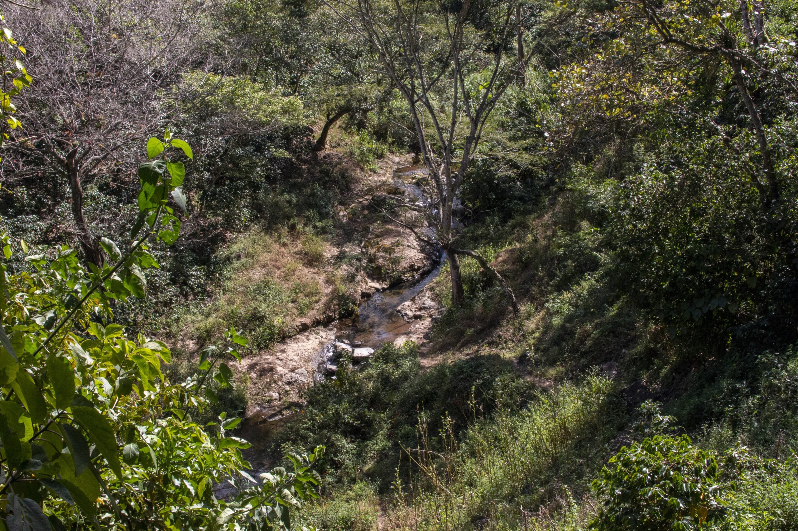 Sequía meteorológica se extiende a 10 días sin lluvia en cinco puntos de El Salvador