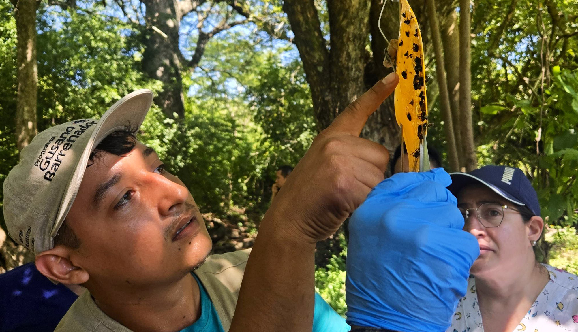 Oirsa capacita a técnicos salvadoreños con redes de trampas para moscas de gusano barrenador