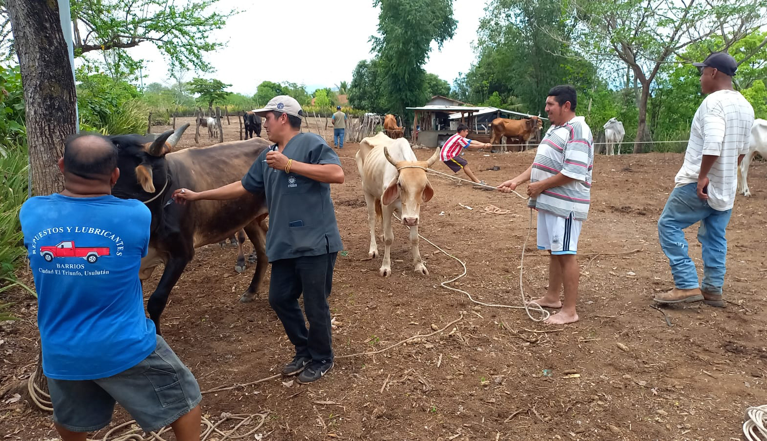 Algunas vacas enfermas con gusano barrenador han reducido hasta 35 % la producción de leche