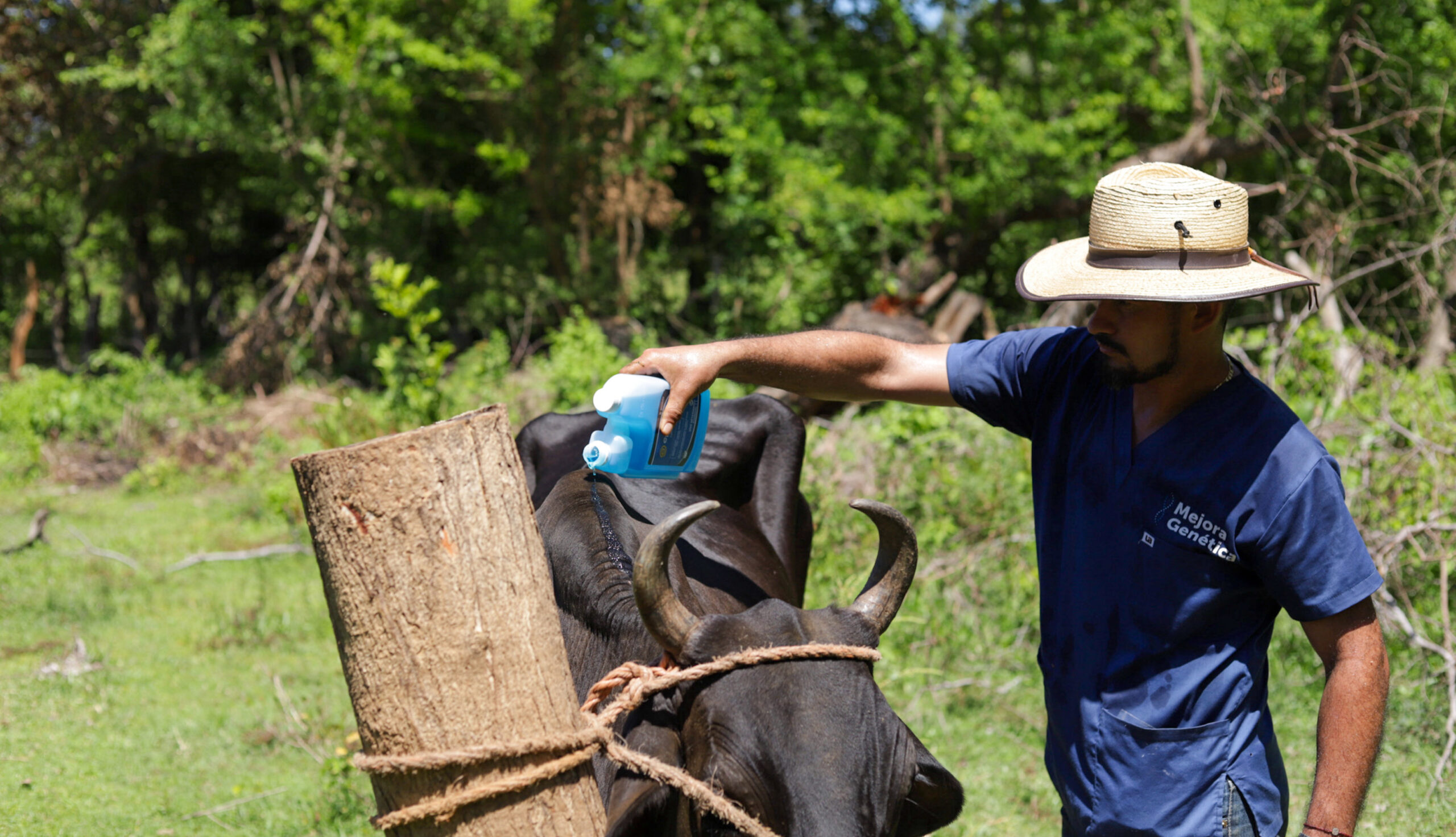Sube a 2,973 los casos de gusano barrenador en El Salvador, según Oirsa