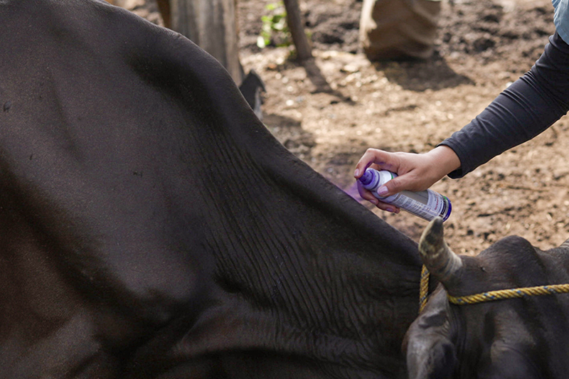 MAG entrega más desparasitante para combatir el gusano barrenador en El Paisnal