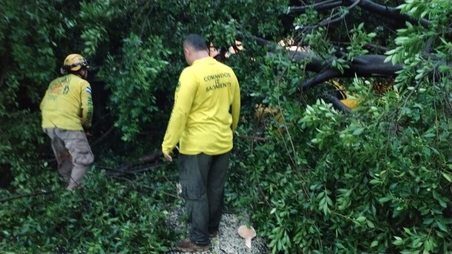 Tormenta del miércoles dejó 35 árboles caídos y 12 vehículos dañados en AMSS