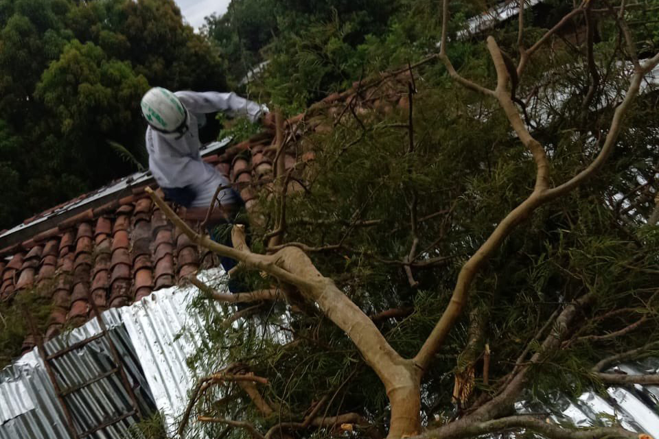 Lluvias provocaron al menos 30 árboles caídos y una vivienda dañada en El Salvador