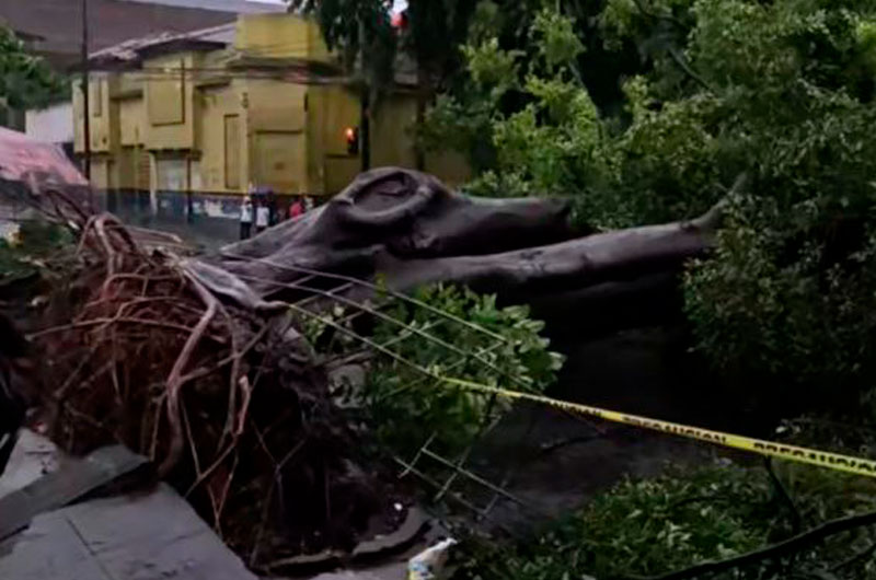 Paso obstruido en la avenida España de San Salvador por caída de árbol