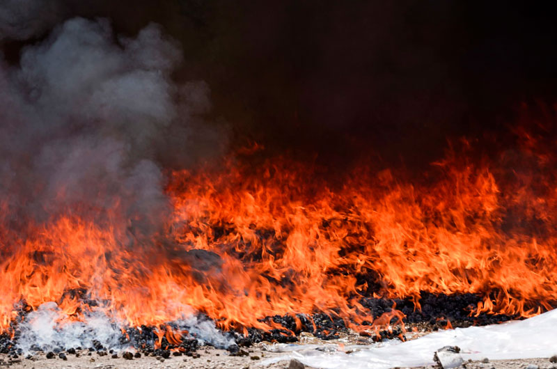 Autoridades destruyen droga valorada en casi $800,000