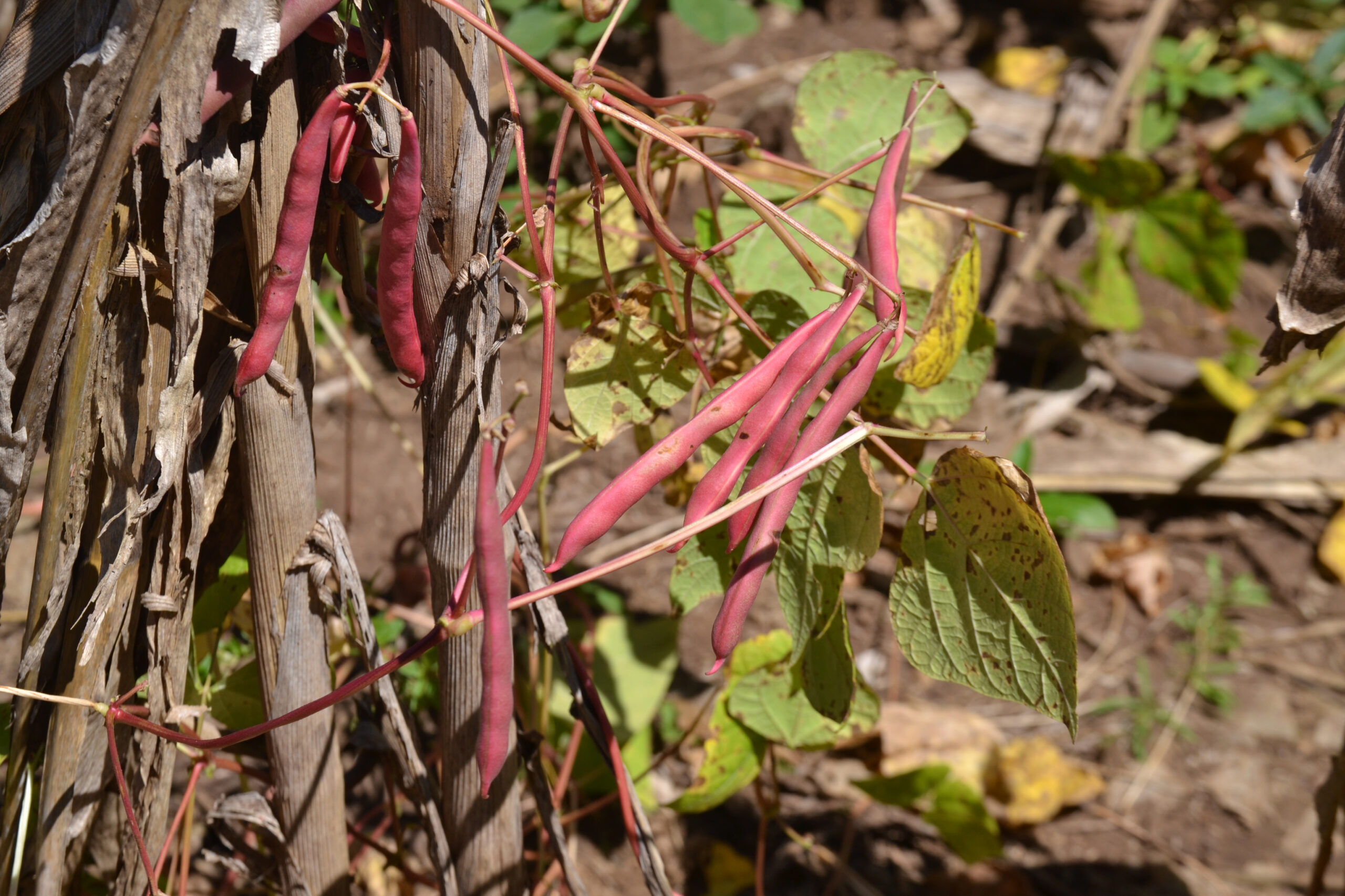 Productores recomiendan cubrir cosecha para evitar pérdidas por incremento de lluvias en próximos meses