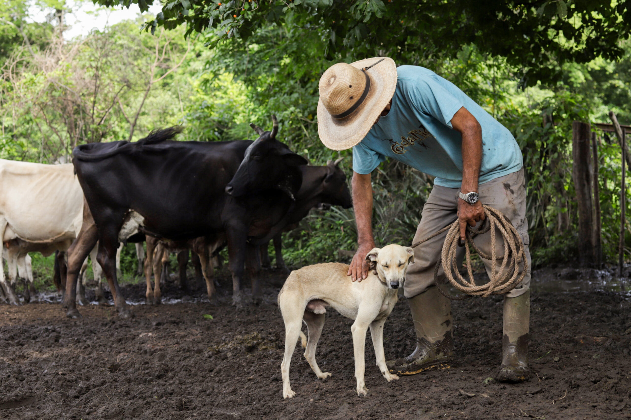 Tratamientos en casa reducen reportes de gusano barrenador en El Salvador