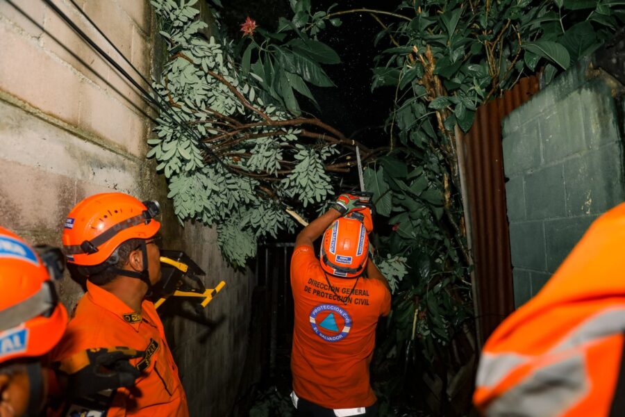Lluvias del miércoles provocan caída de árboles en diferentes puntos del país