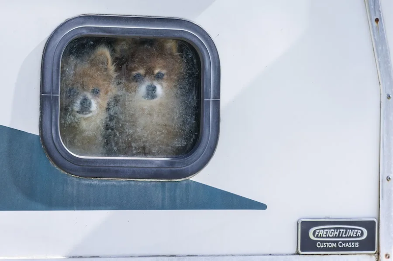 Mascotas abandonadas por migrantes deportados agravan crisis de refugios animales en EEUU