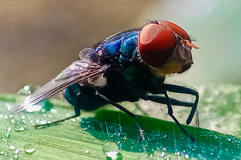 El primer caso de gusano barrenador en humanos en EEUU llegó desde El Salvador