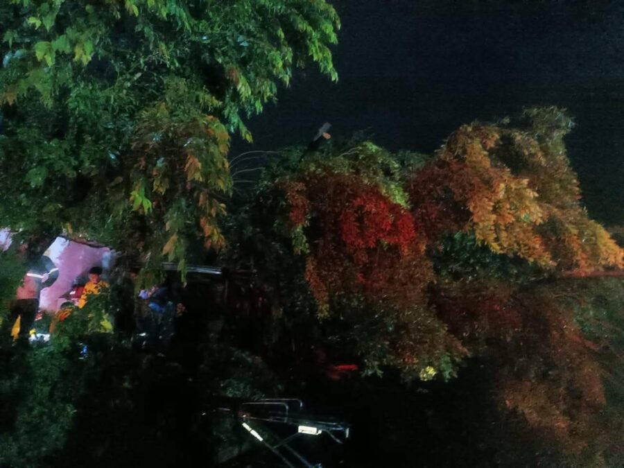 Una mujer murió en Santa Ana tras caerle un árbol mientras se refugiaba en una champa