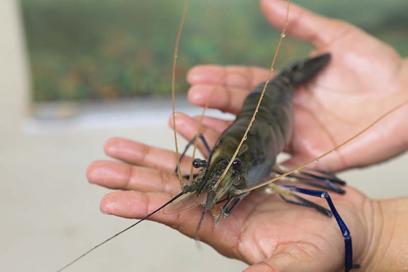 MAG reactiva reproducción del camarón gigante de agua dulce