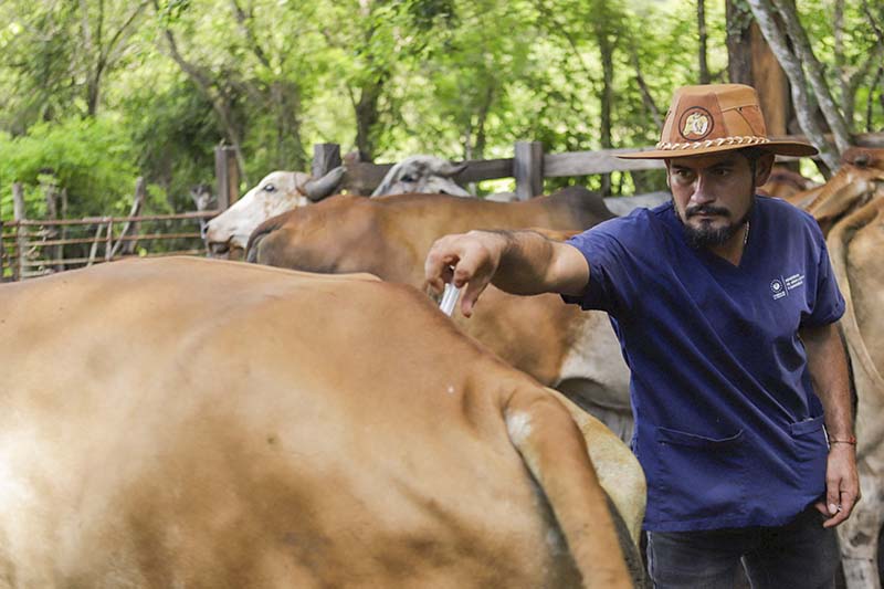 El Salvador cumple un año desde que se identificó el primer caso de gusano barrenador