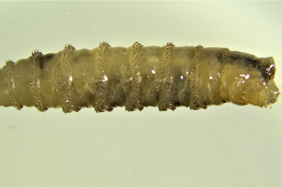 Organización de Sanidad Animal llama a mayor colaboración con sectores pecuarios para frenar gusano barrenador