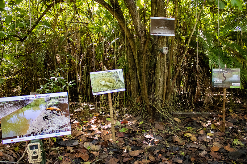 Donde el manglar respira, ellas lo protegen: el modelo de la Barra de Santiago que ahora florece en Centroamérica