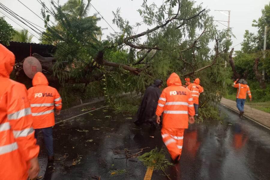 Al menos seis árboles caídos y dos vehículos dañados dejaron las lluvias de las últimas horas