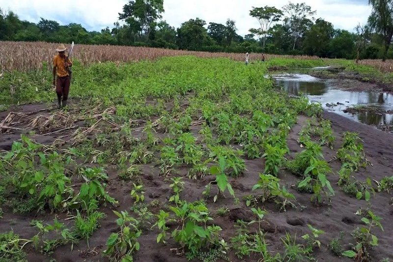 Guatemala reporta 2.6 millones en crisis o emergencia alimentaria pese a leve mejora