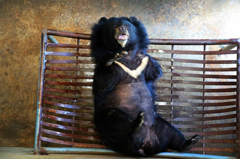 Animalistas demandan a Florida para impedir la primera cacería de osos negros en diez años