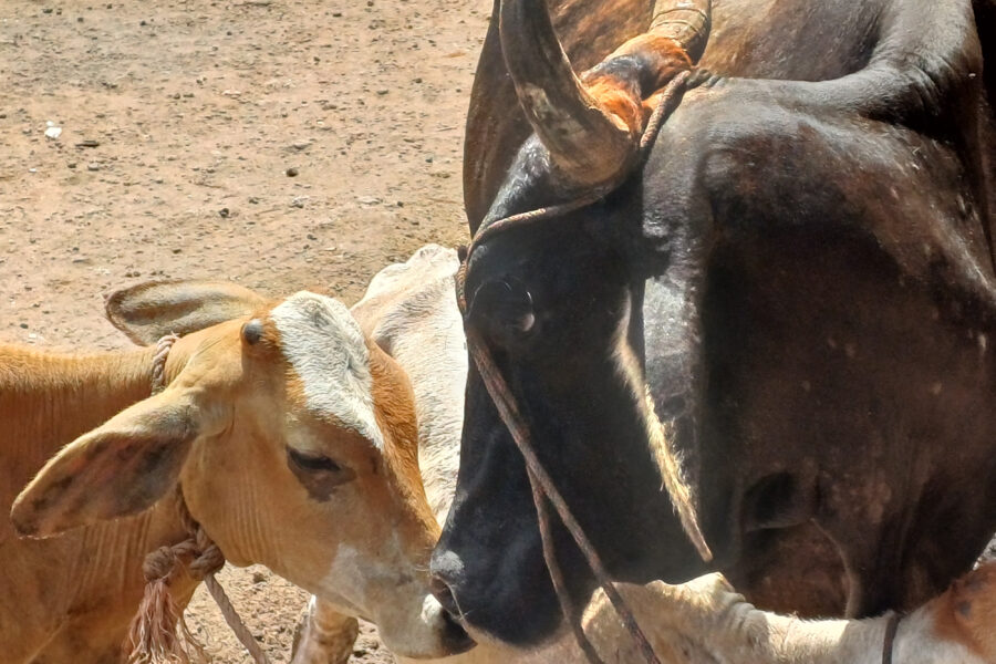 Ganaderos esperan incrementar producción de leche en 2025, pese a una crisis con insumos