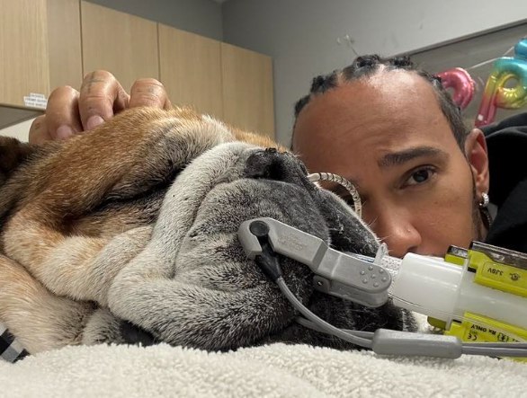 Lewis Hamilton anuncia la muerte de Roscoe, su perro con más de un millón de seguidores en Instagram