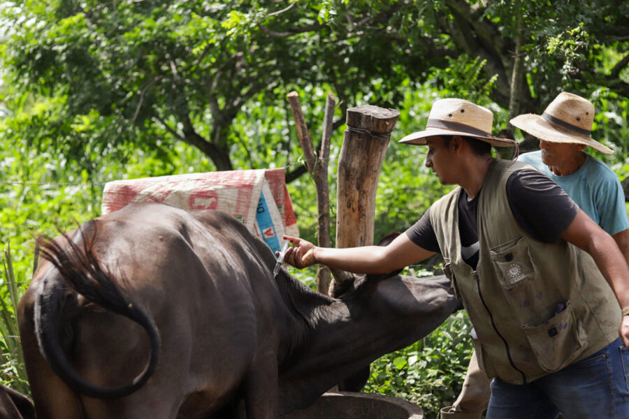 Un 60 % del ganado bovino en El Salvador ya fue vacunado con ivermectina contra el gusano barrenador