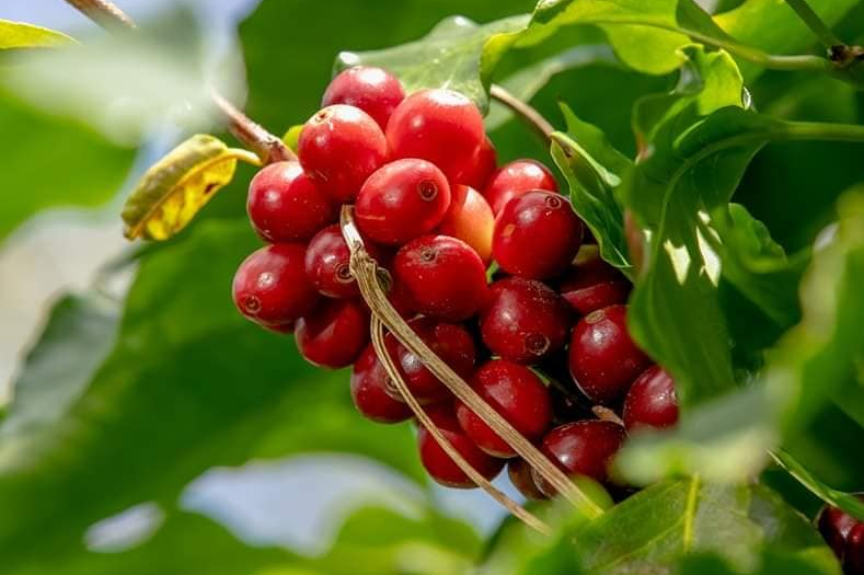 Exceso de lluvia deja pérdidas en los cafetales y el sector teme mayor impacto si tormentas continúan