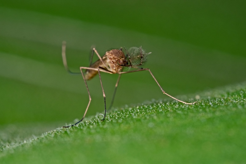 Detectan por primera vez mosquitos en Islandia, alertan científicos