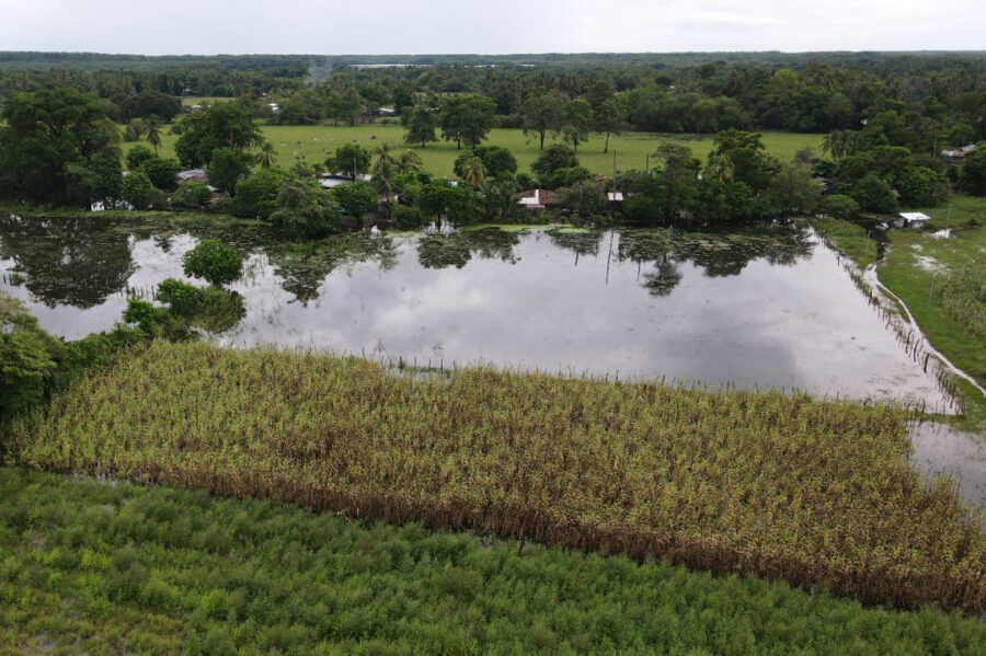 Campo confirma pérdidas por intensas lluvias pero descarta mayores afectaciones a la salida del invierno