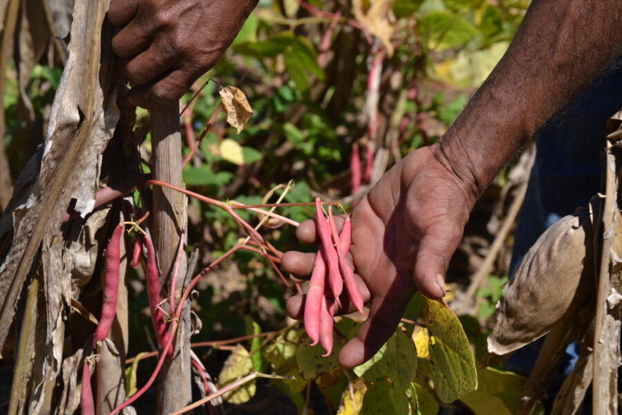 Producir un quintal de frijoles en El Salvador es $14 más caro que en Nicaragua, señala Campo