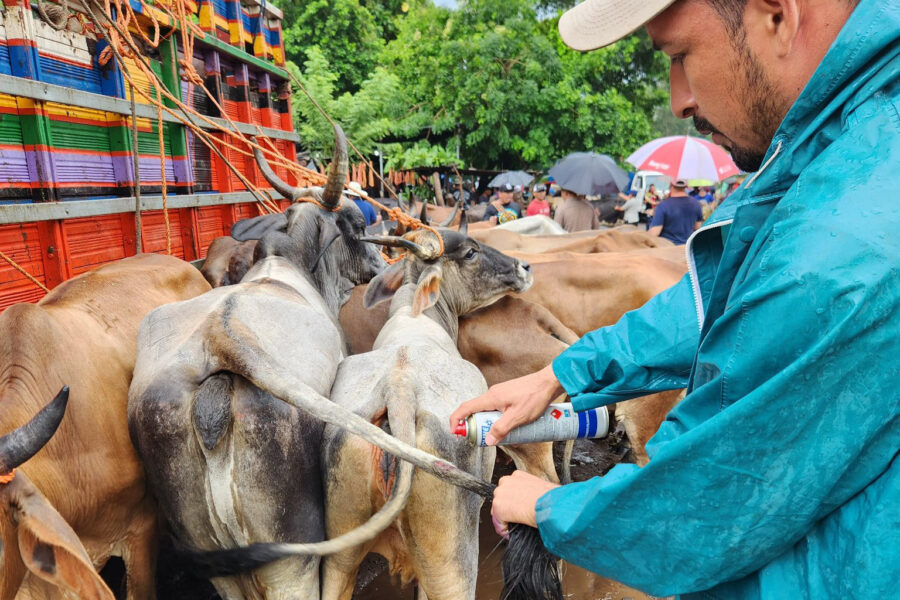 MAG asegura que todos los casos positivos a gusano barrenador fueron curados, pero no descarta riesgo de contagios
