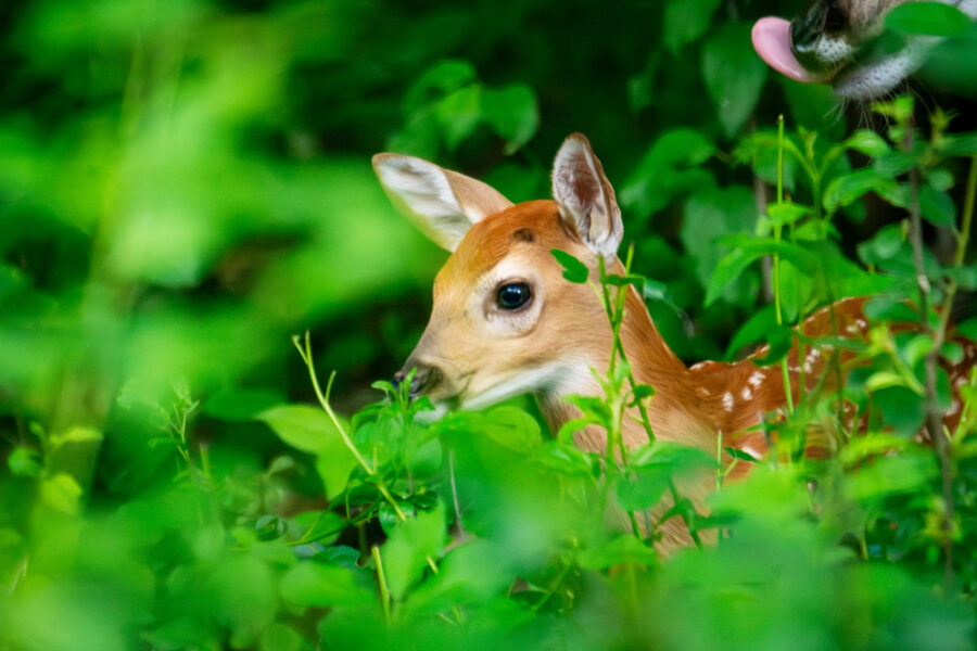 Productores temen que casos de gusano barrenador en la vida silvestre perjudique el control de la plaga