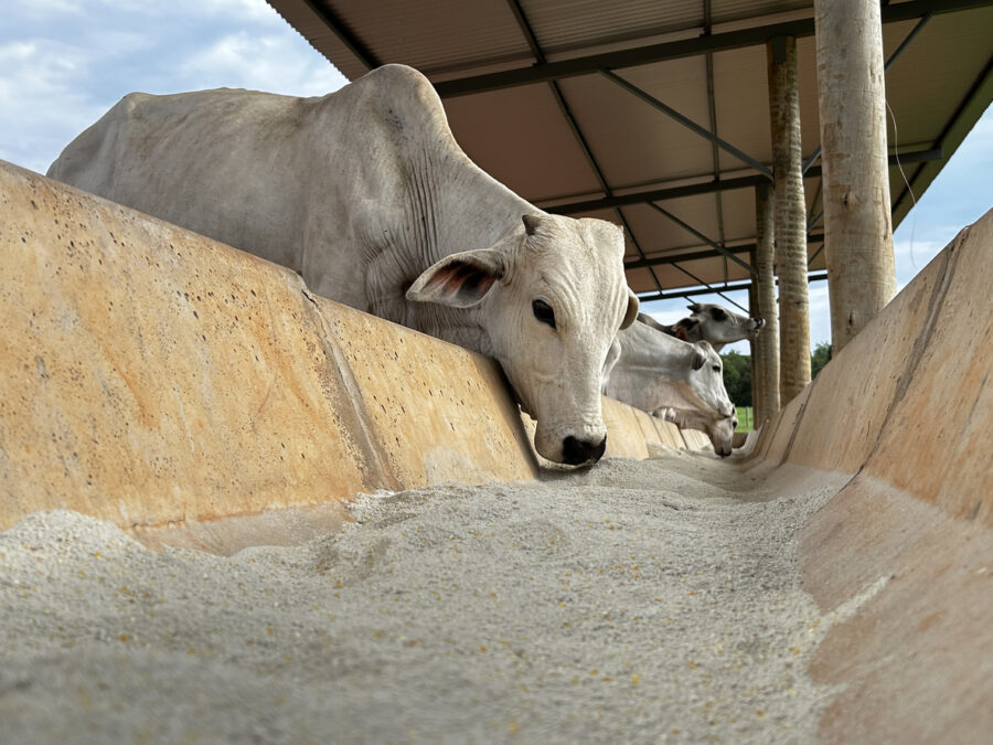 Texas pide abrir la frontera al ganado mexicano «lo antes posible»