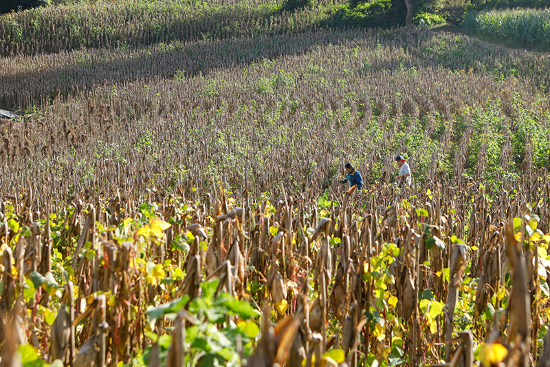 Agricultura descarta afectaciones en cultivos por lluvias de los últimos días